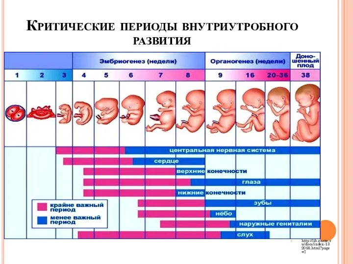 Критические периоды внутриутробного развития http://lib.znate.ru/docs/index-132093.html?page=7