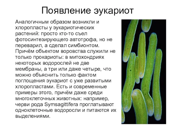 Появление эукариот Аналогичным образом возникли и хлоропласты у эукариотических растений: просто кто-то