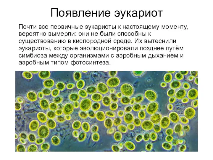 Появление эукариот Почти все первичные эукариоты к настоящему моменту, вероятно вымерли: они