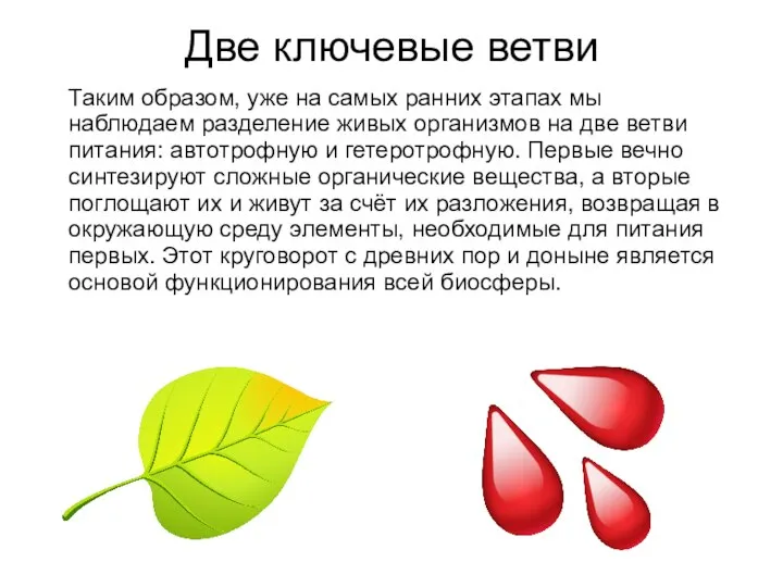 Две ключевые ветви Таким образом, уже на самых ранних этапах мы наблюдаем