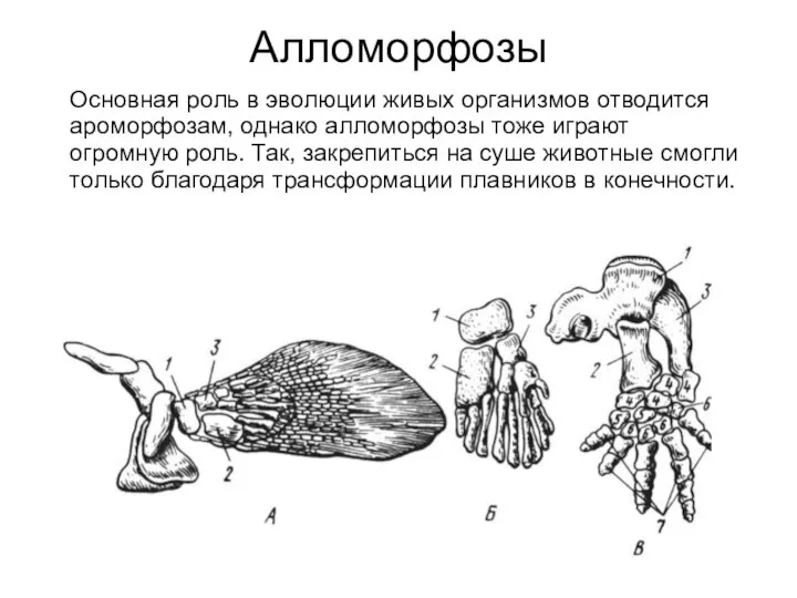 Алломорфозы Основная роль в эволюции живых организмов отводится ароморфозам, однако алломорфозы тоже