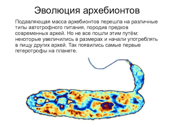 Эволюция архебионтов Подавляющая масса архебионтов перешла на различные типы автотрофного питания, породив