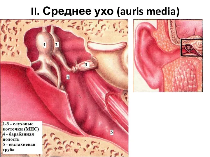 II. Среднее ухо (auris media)