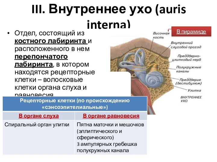 III. Внутреннее ухо (auris interna) Отдел, состоящий из костного лабиринта и расположенного