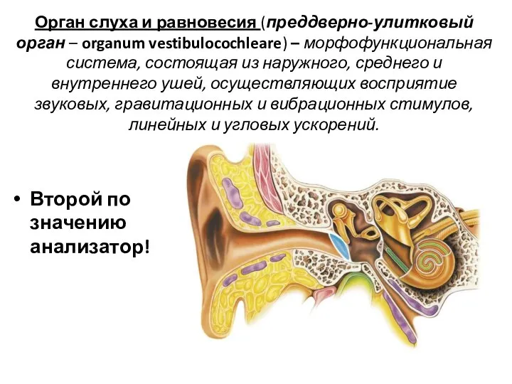 Орган слуха и равновесия (преддверно-улитковый орган – organum vestibulocochleare) – морфофункциональная система,
