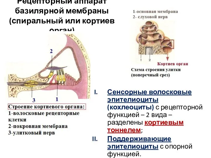 Рецепторный аппарат базилярной мембраны (спиральный или кортиев орган) Сенсорные волосковые эпителиоциты (кохлеоциты)