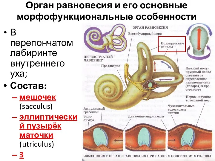 Орган равновесия и его основные морфофункциональные особенности В перепончатом лабиринте внутреннего уха;