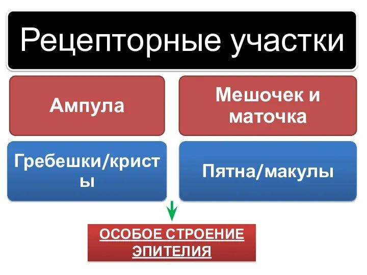 ОСОБОЕ СТРОЕНИЕ ЭПИТЕЛИЯ