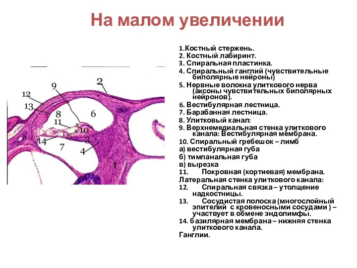 На малом увеличении 1.Костный стержень. 2. Костный лабиринт. 3. Спиральная пластинка. 4.