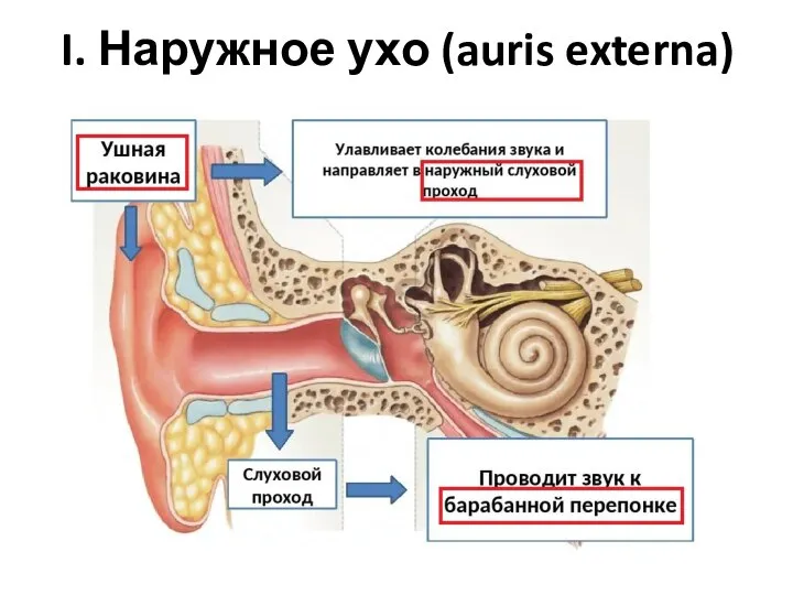 I. Наружное ухо (auris externa)