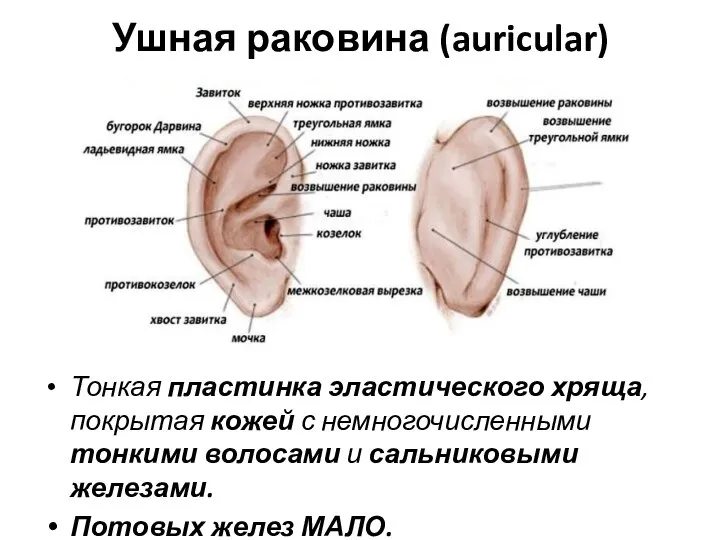 Ушная раковина (auricular) Тонкая пластинка эластического хряща, покрытая кожей с немногочисленными тонкими