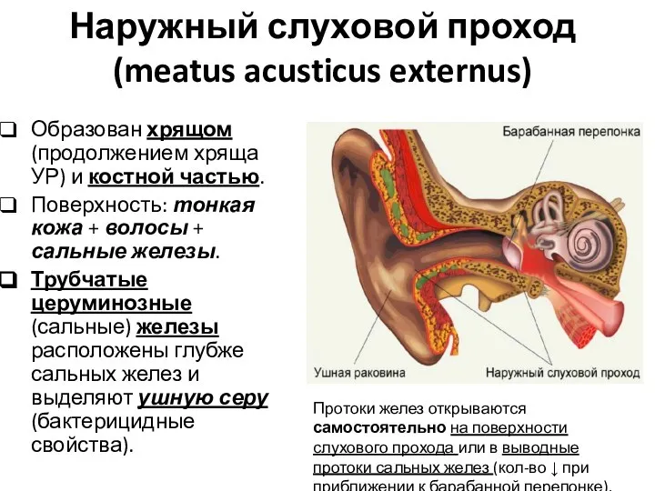 Наружный слуховой проход (meatus acusticus externus) Образован хрящом (продолжением хряща УР) и