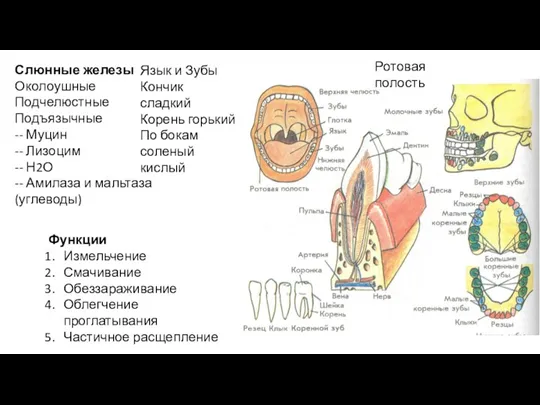 Ротовая полость Слюнные железы Околоушные Подчелюстные Подъязычные -- Муцин -- Лизоцим --