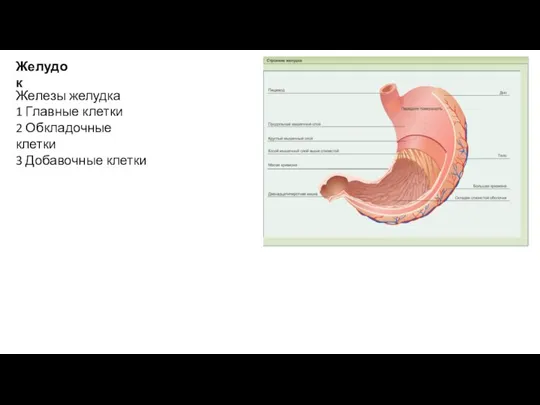 Желудок Железы желудка 1 Главные клетки 2 Обкладочные клетки 3 Добавочные клетки