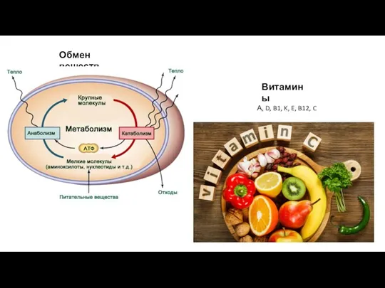 Обмен веществ Витамины А, D, B1, K, E, B12, C