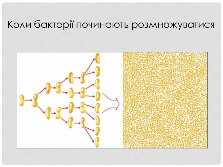 Коли бактерії починають розмножуватися