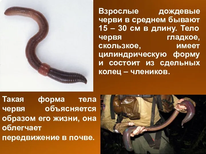 Взрослые дождевые черви в среднем бывают 15 – 30 см в длину.