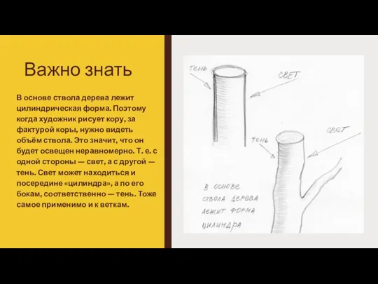 Важно знать В основе ствола дерева лежит цилиндрическая форма. Поэтому когда художник