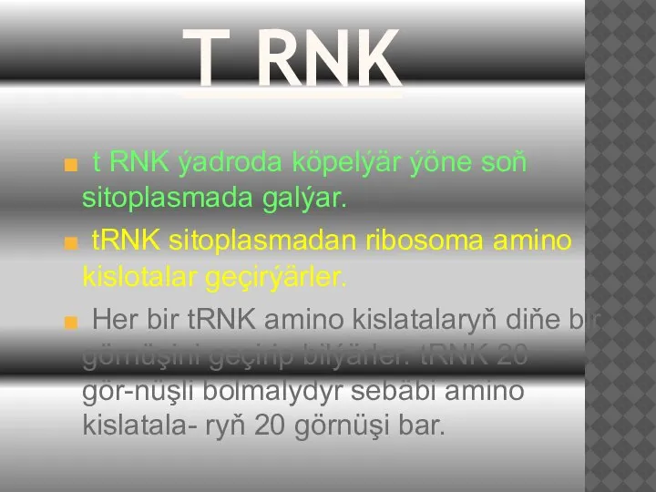 T RNK t RNK ýadroda köpelýär ýöne soň sitoplasmada galýar. tRNK sitoplasmadan