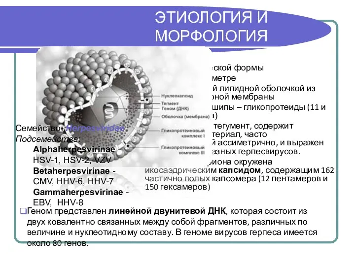 ЭТИОЛОГИЯ И МОРФОЛОГИЯ Вирион сферической формы 150-200 нм в диаметре окружен внешней