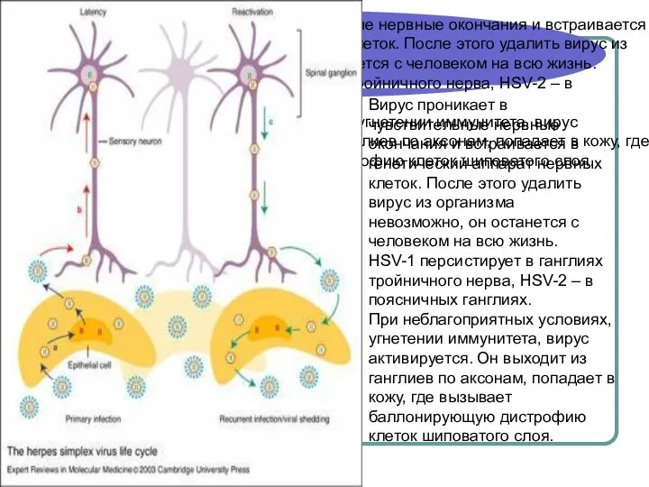 Вирус проникает в чувствительные нервные окончания и встраивается в генетический аппарат нервных