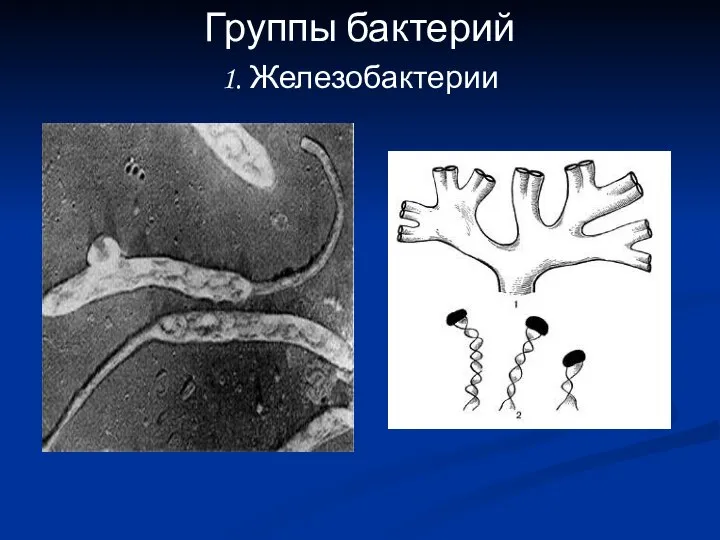 Группы бактерий 1. Железобактерии