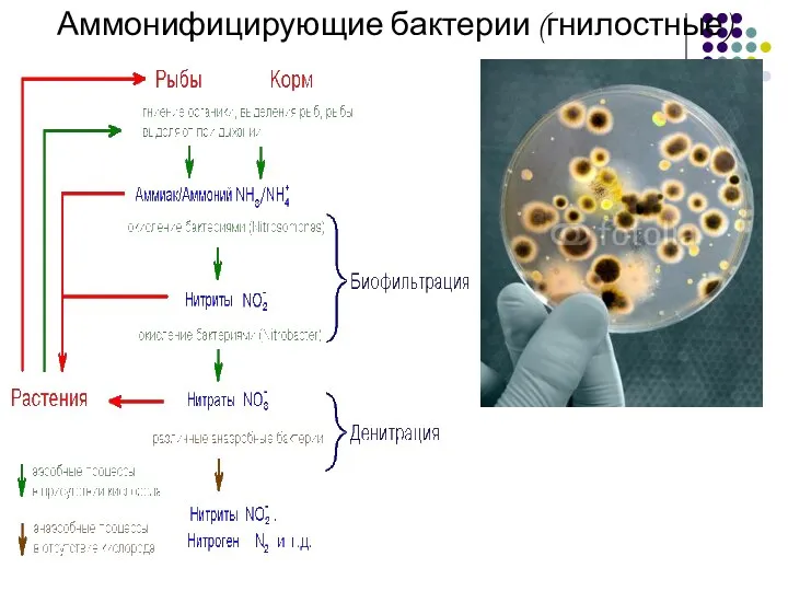 Аммонифицирующие бактерии (гнилостные)