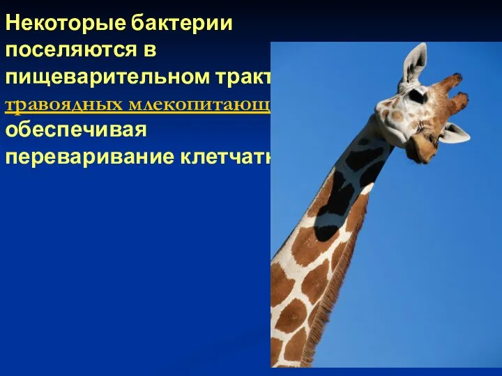 Некоторые бактерии поселяются в пищеварительном тракте травоядных млекопитающих, обеспечивая переваривание клетчатки.