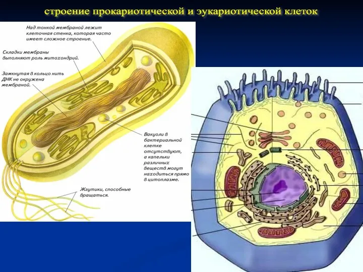 строение прокариотической и эукариотической клеток