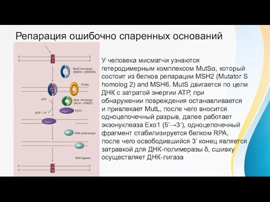 Репарация ошибочно спаренных оснований У человека мисматчи узнаются гетеродимерным комплексом MutSα, который