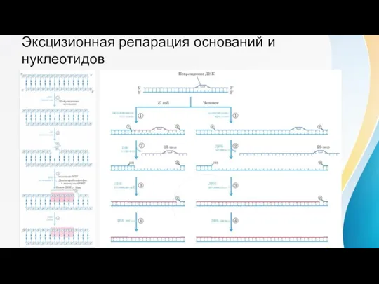 Эксцизионная репарация оснований и нуклеотидов