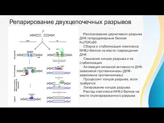 Репарирование двухцепочечных разрывов Распознавание двунитевого разрыва ДНК гетеродимерным белком Ku70/Ku80 Сборка и