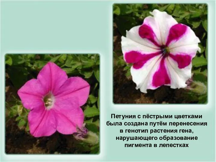 Петуния с пёстрыми цветками была создана путём перенесения в генотип растения гена,
