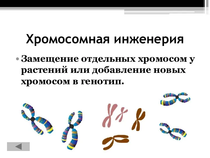 Хромосомная инженерия Замещение отдельных хромосом у растений или добавление новых хромосом в генотип.
