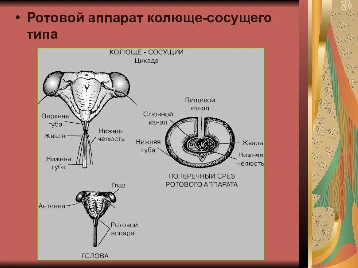 Ротовой аппарат колюще-сосущего типа