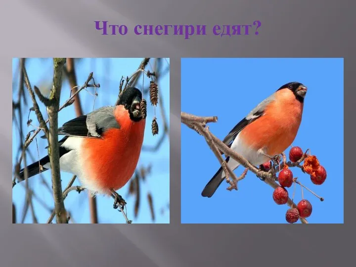 Что снегири едят?