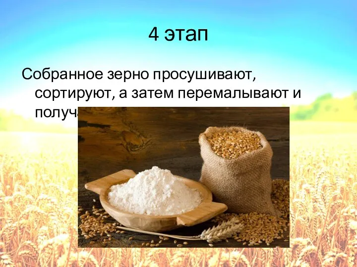 4 этап Собранное зерно просушивают, сортируют, а затем перемалывают и получают муку.