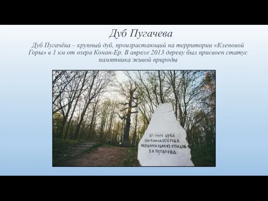 Дуб Пугачева Дуб Пугачёва – крупный дуб, произрастающий на территории «Кленовой Горы»