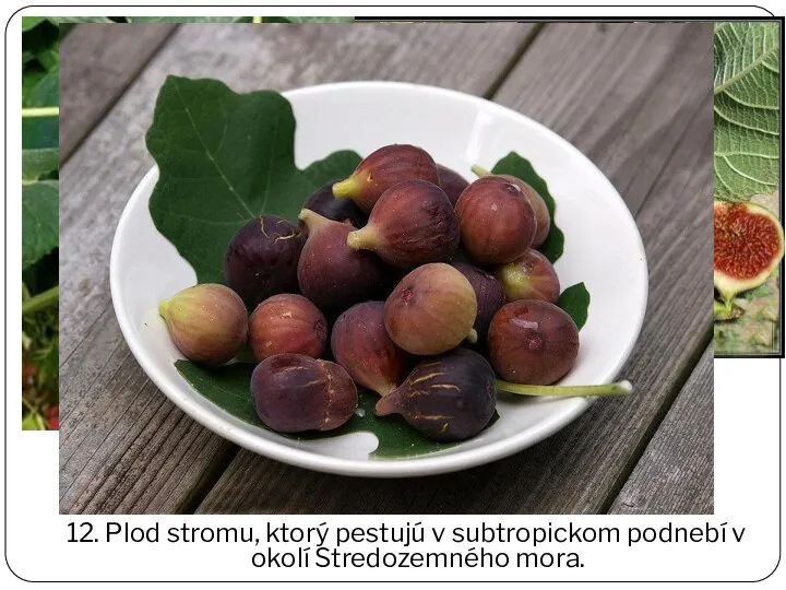 12. Plod stromu, ktorý pestujú v subtropickom podnebí v okolí Stredozemného mora.