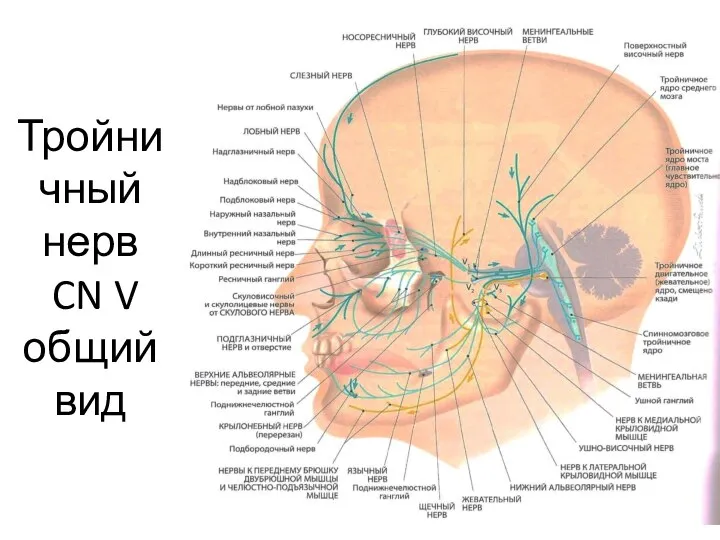Тройничный нерв CN V общий вид