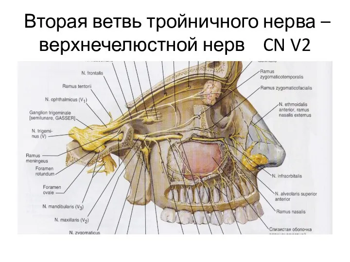 Вторая ветвь тройничного нерва – верхнечелюстной нерв CN V2