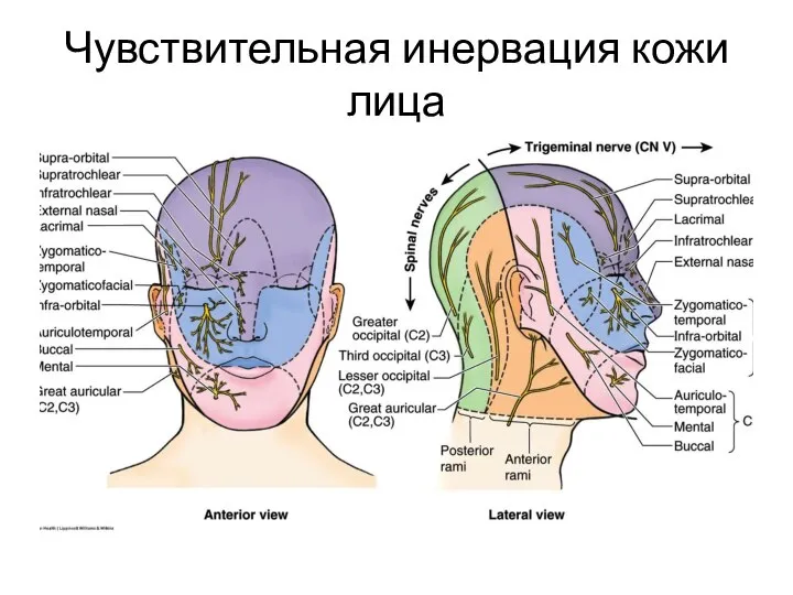 Чувствительная инервация кожи лица