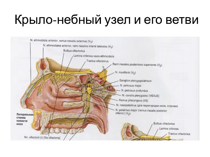 Крыло-небный узел и его ветви