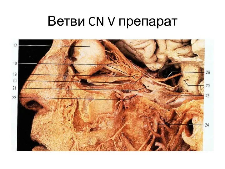 Ветви CN V препарат