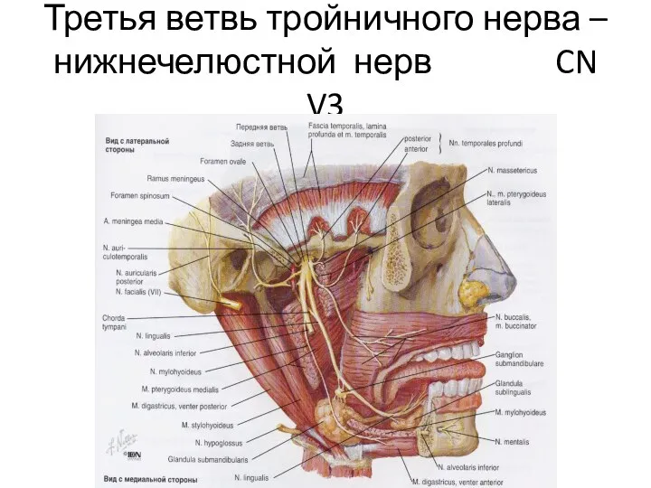 Третья ветвь тройничного нерва – нижнечелюстной нерв CN V3