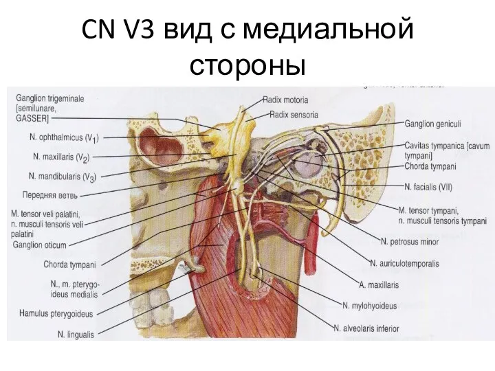 CN V3 вид с медиальной стороны