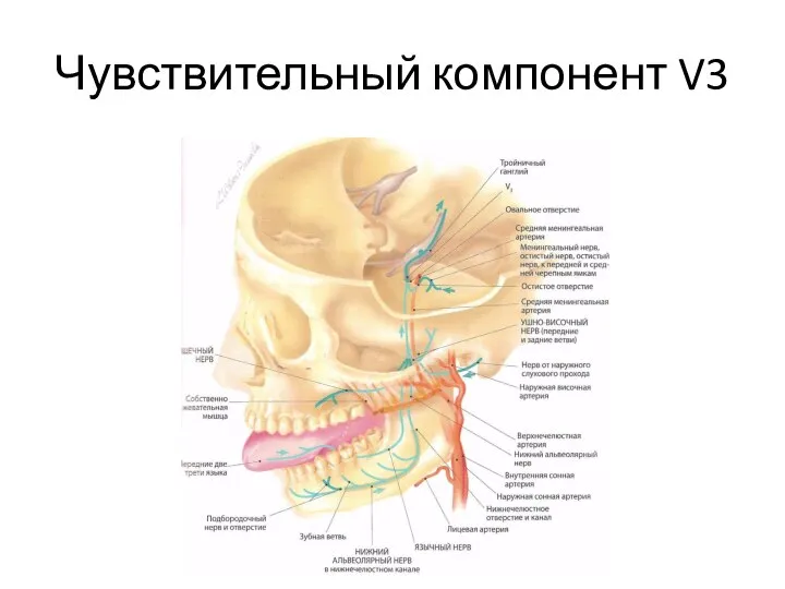 Чувствительный компонент V3