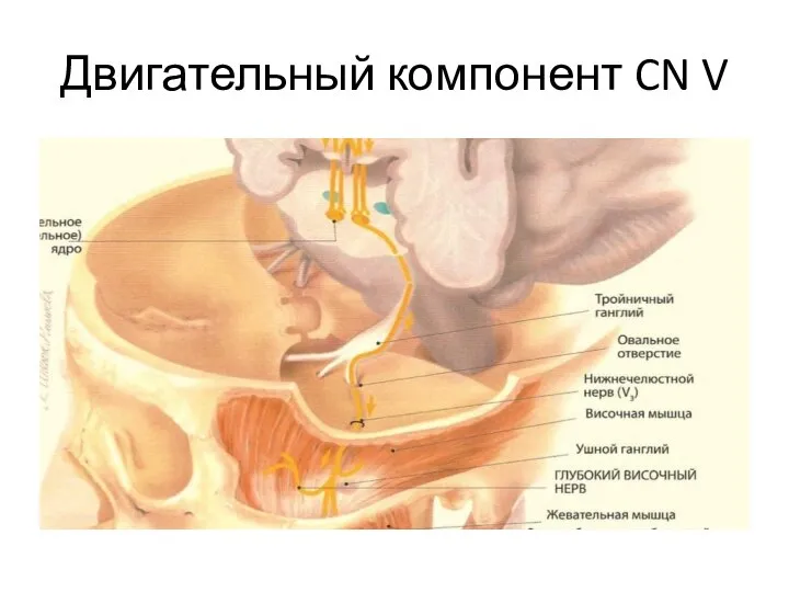 Двигательный компонент CN V