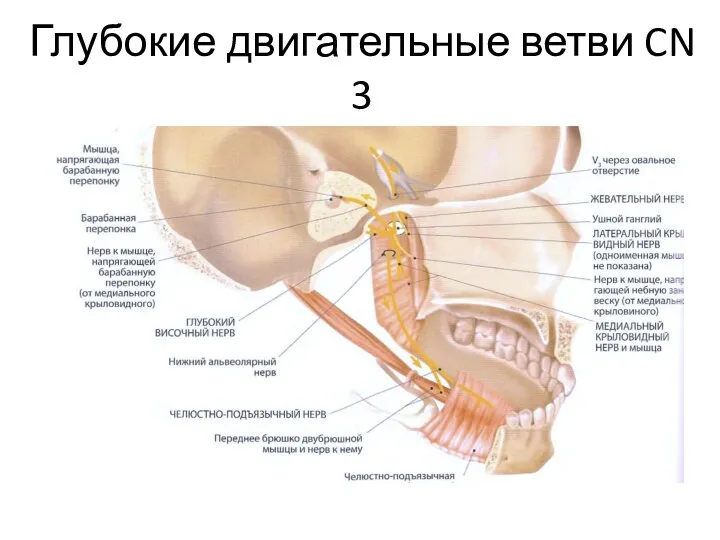 Глубокие двигательные ветви CN 3