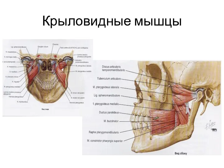 Крыловидные мышцы